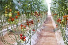 Image du Maroc Professionnelle de  Avec l'introduction des cultures sous abris serres, la région de Dakhla est devenue en très peu de temps célèbre pour ces productions de fruits et légumes destinés à l’export.  Sous d’immenses serres, la production des tomates en grappes bénéficie d’un climat phénoménalement ensoleillé, tempéré et régulier, Mardi 21 Novembre 2006. (Photo / Abdeljalil Bounhar) 